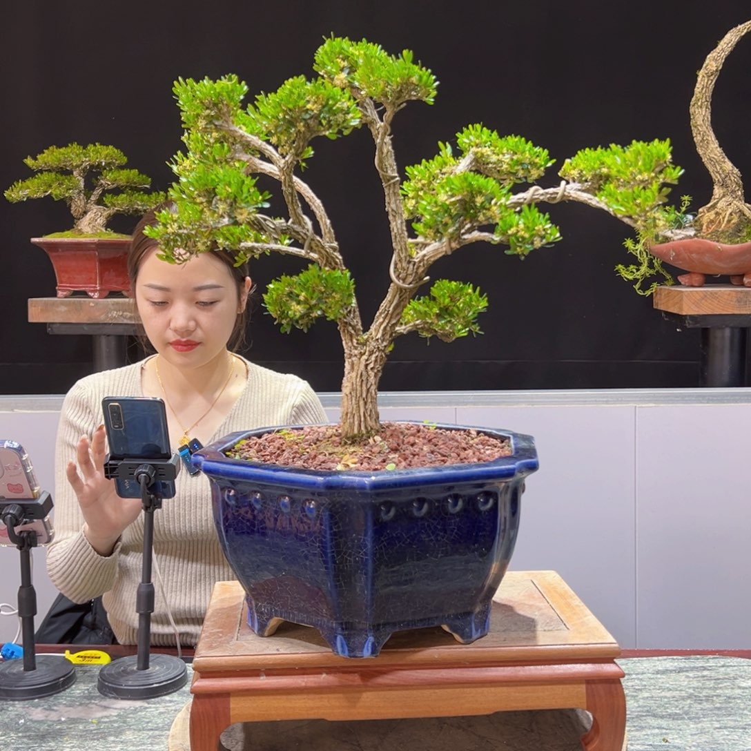 四季常青老桩黄杨盆景