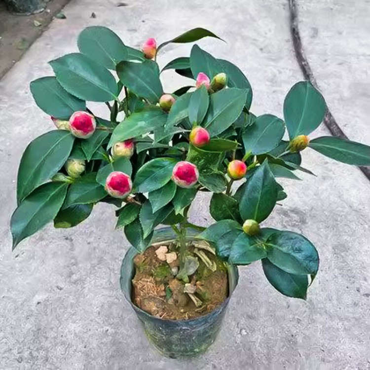 香妃山茶花盆栽带花苞五色赤丹花卉绿植物室内阳台浓香型树苗四季