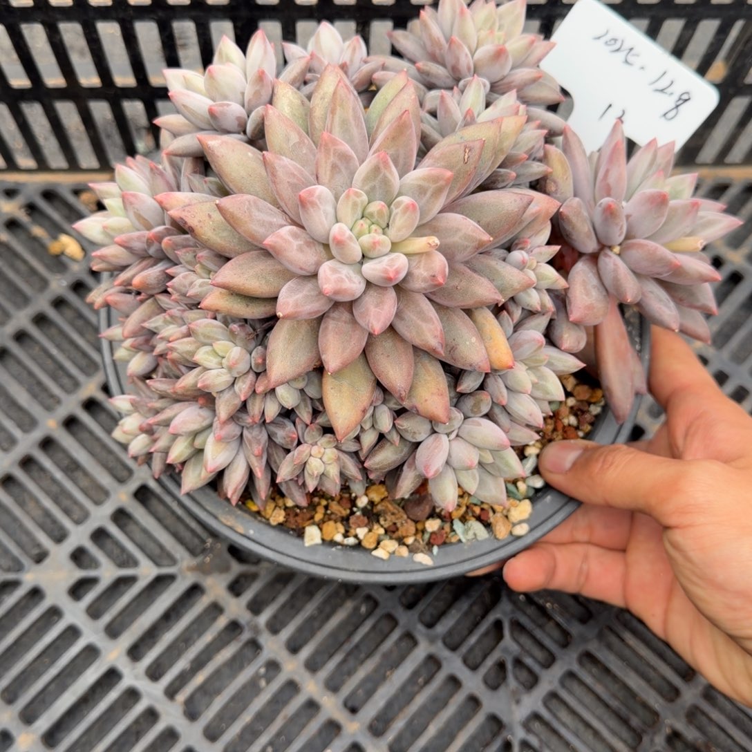 一物一拍水晶球sp13