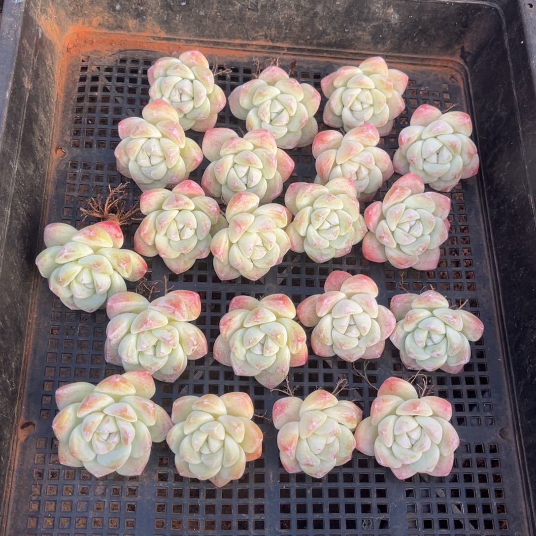 360号新疆西藏内蒙古不包邮的