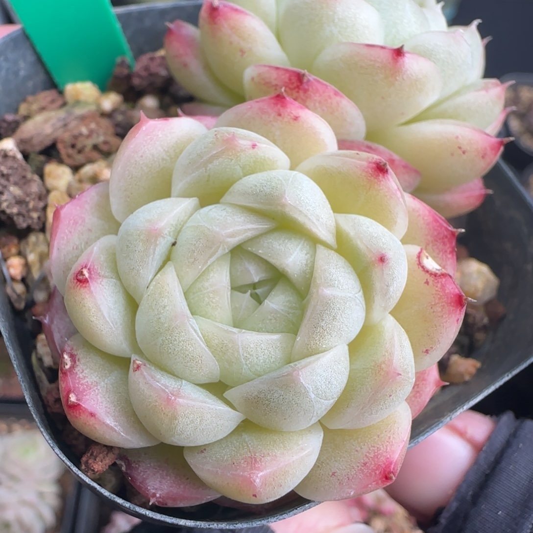 多肉170  糖心  5厘米盆  h