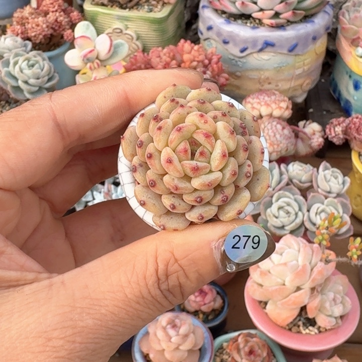 279 多肉含盆土 满30元包邮 除偏远