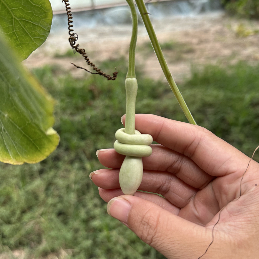 文玩葫芦 手把八字扣 