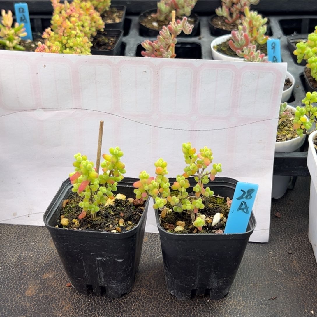 金桔糖球小树28号