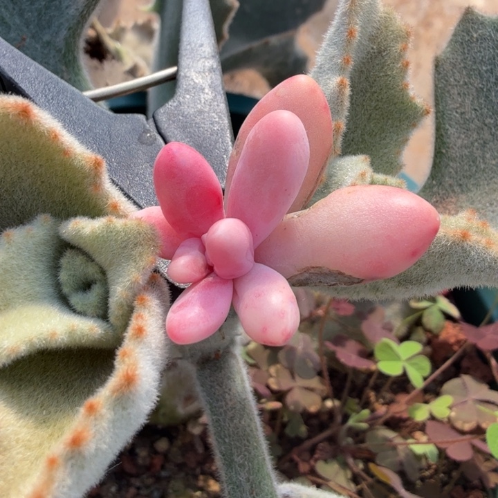 一颗红手指锦白腹轮锦