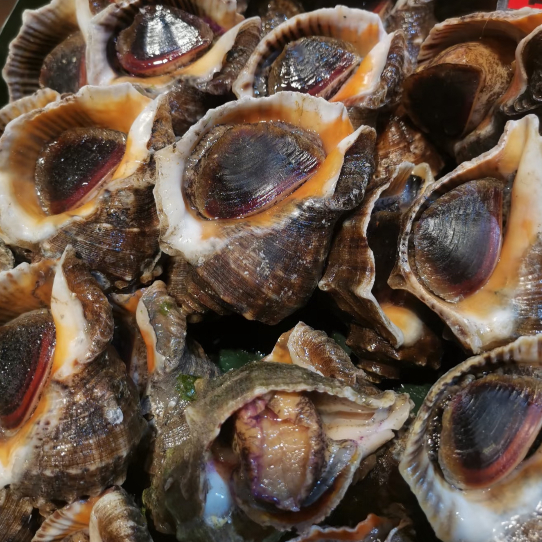 鲜活大海螺一斤装