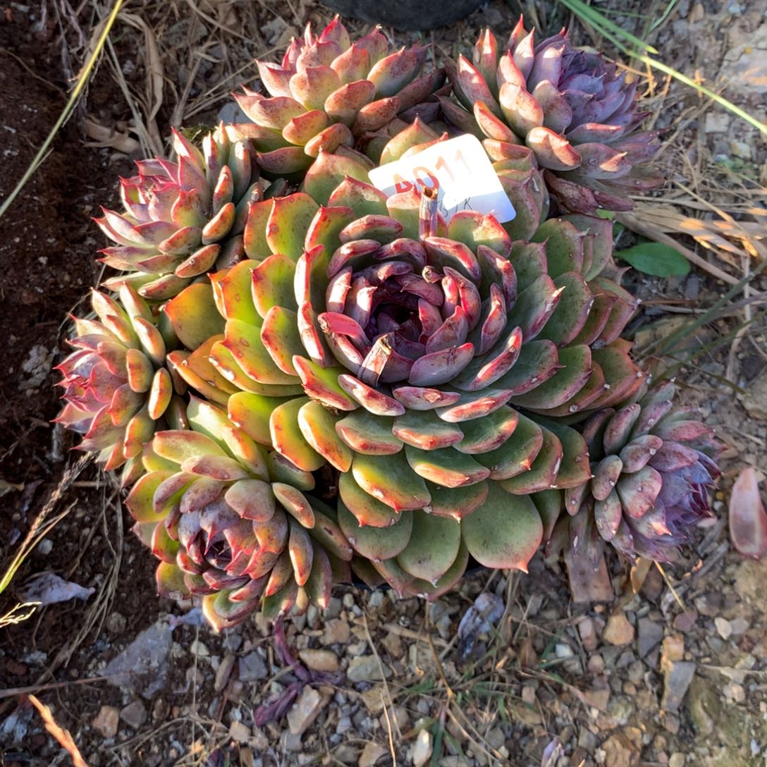 田***烤蓝莓群生多肉植物