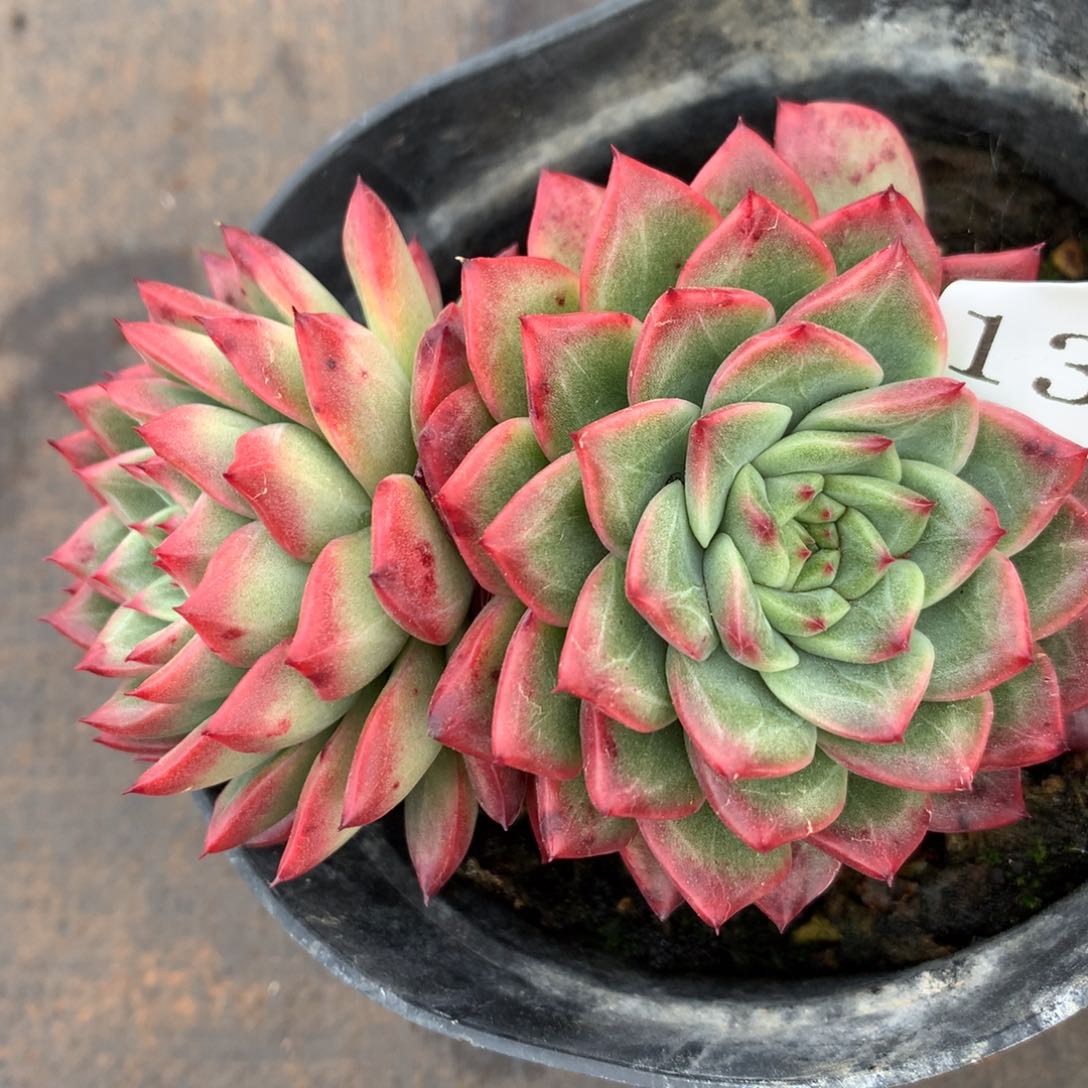 1339杂交精品基地9厘米