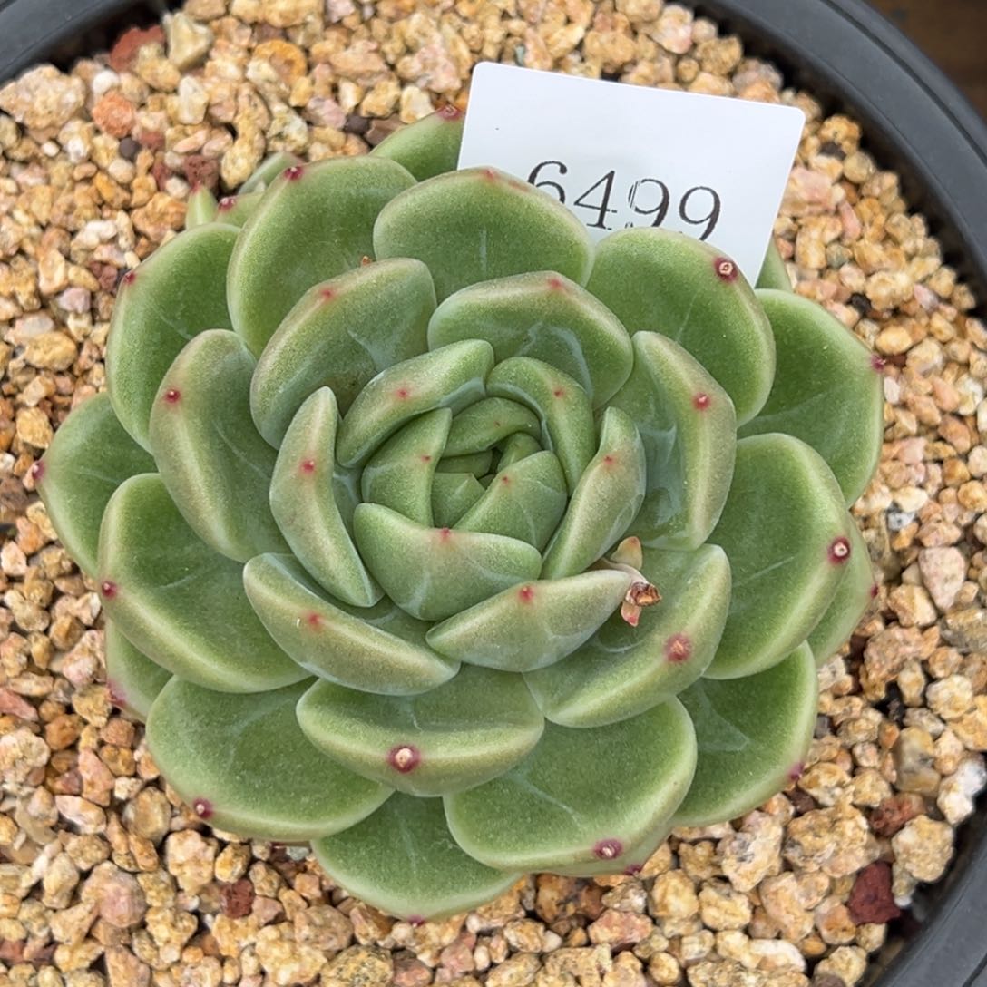 陈*菊6499多肉多多多多