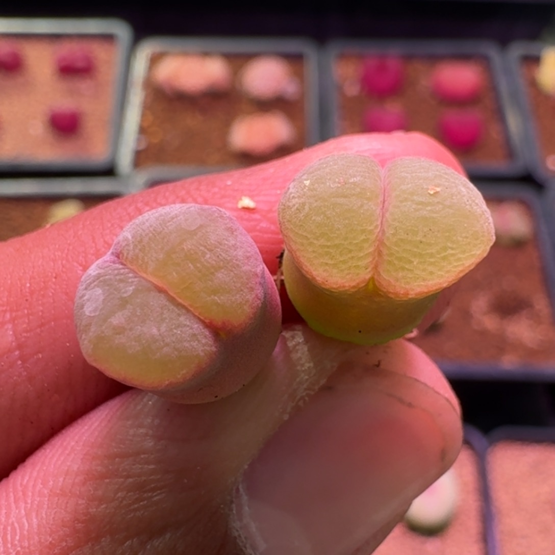 云缦精品番杏20.45模特级粉红女郎