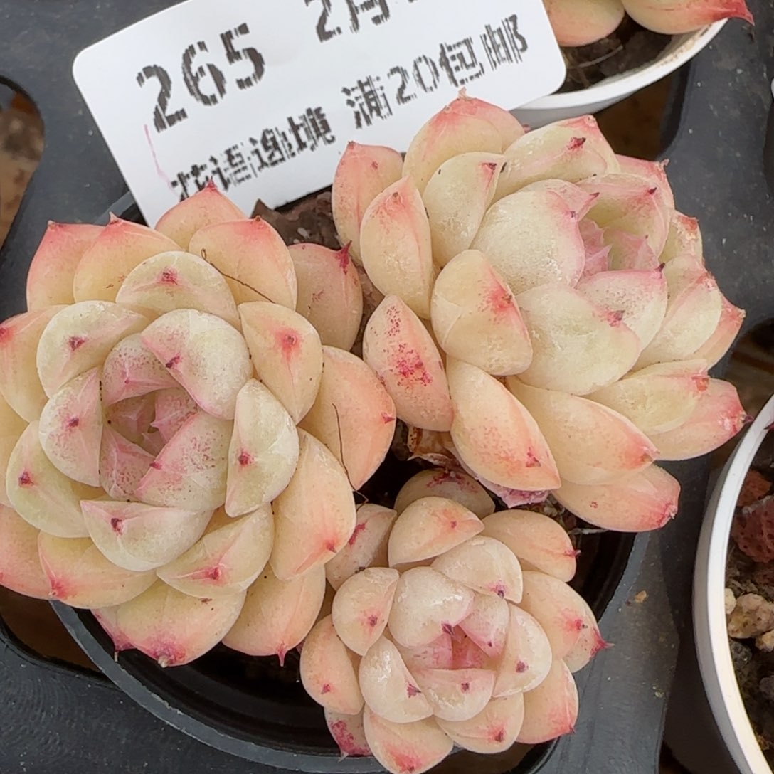 花语逸境0212-265