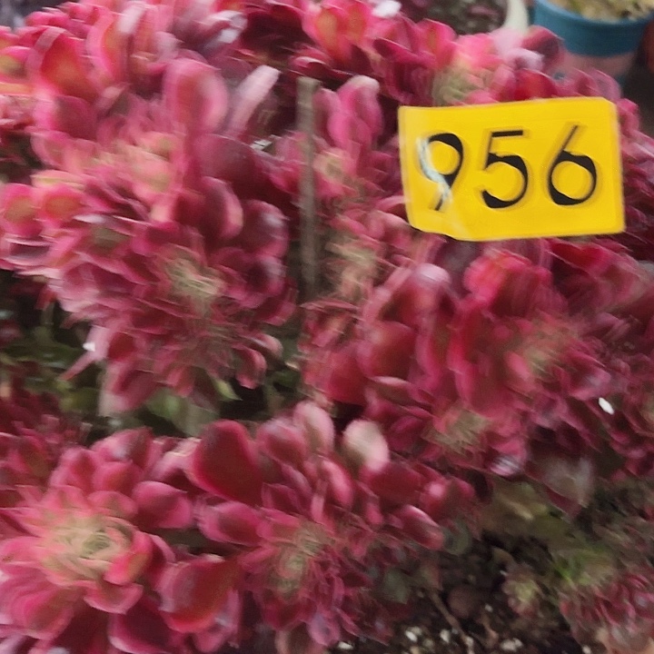 多肉植物香妃缀956