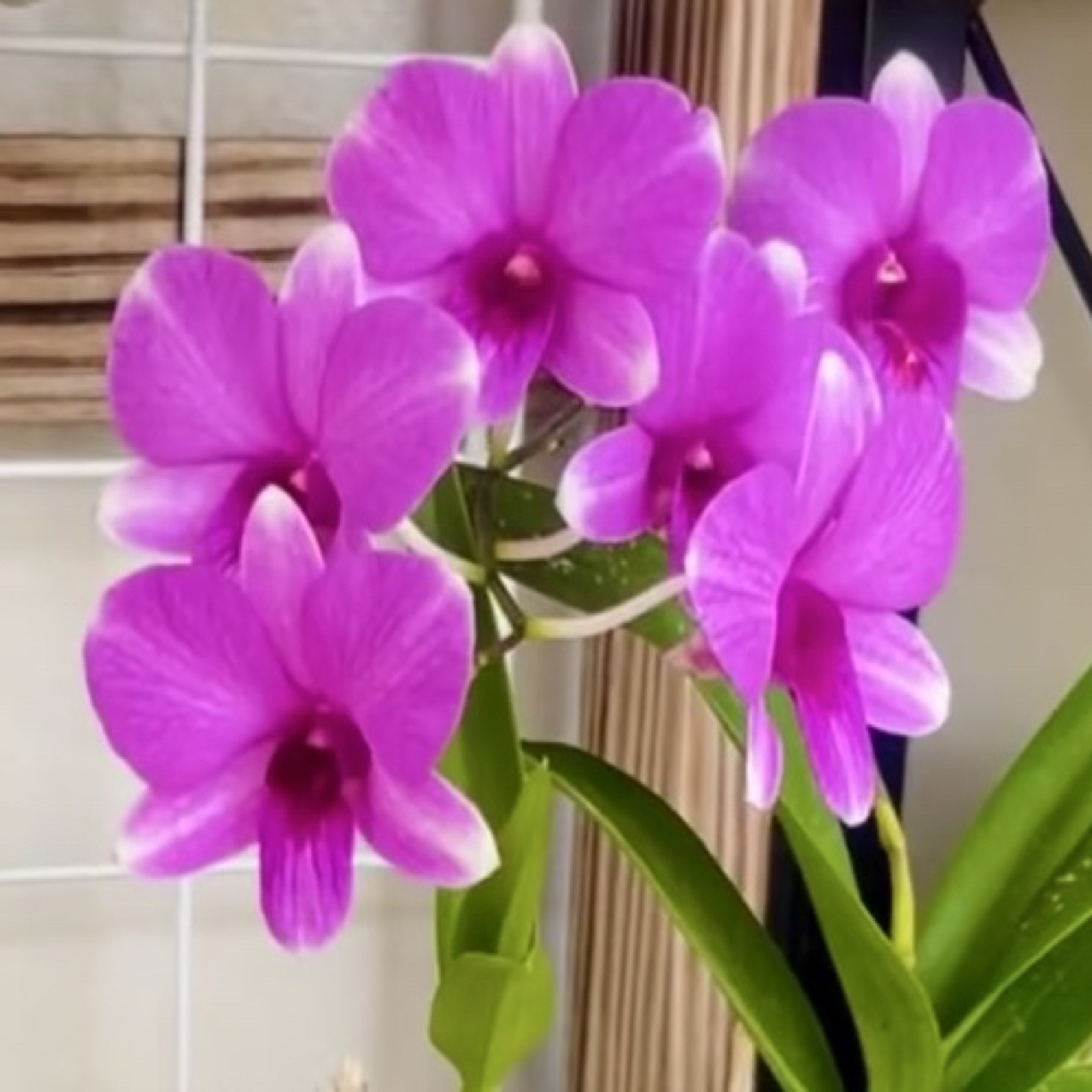 【小胖】 【奔格内】 冻伤不售后