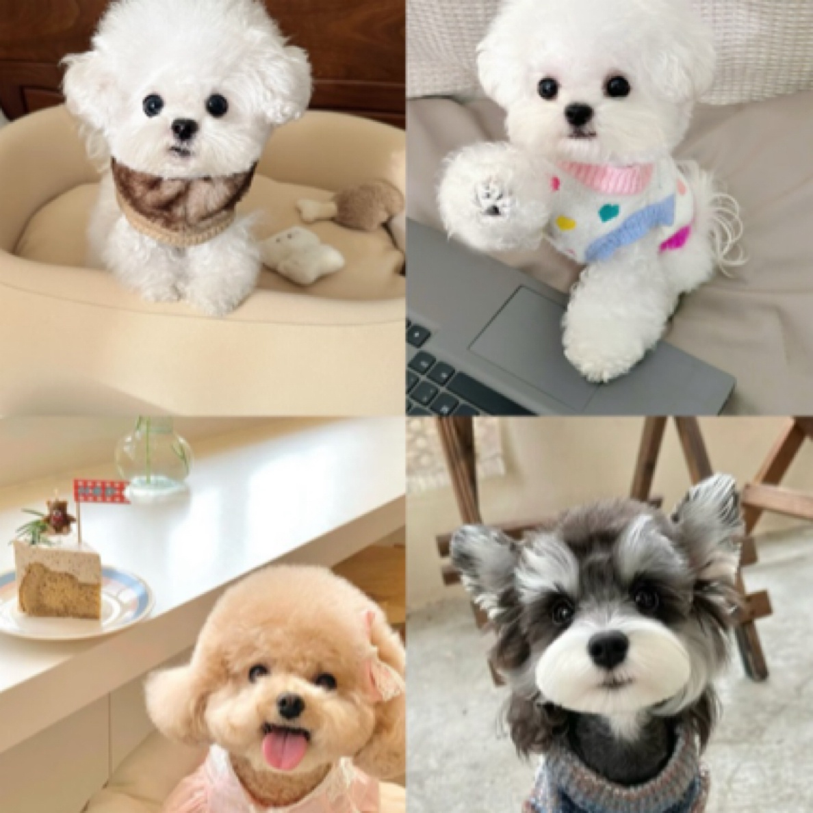 瑞祥萌宠 活体专属链接