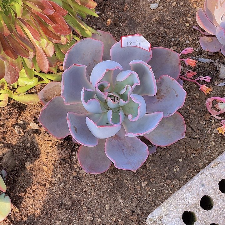 ?****吖晚霞仙子18杠31号