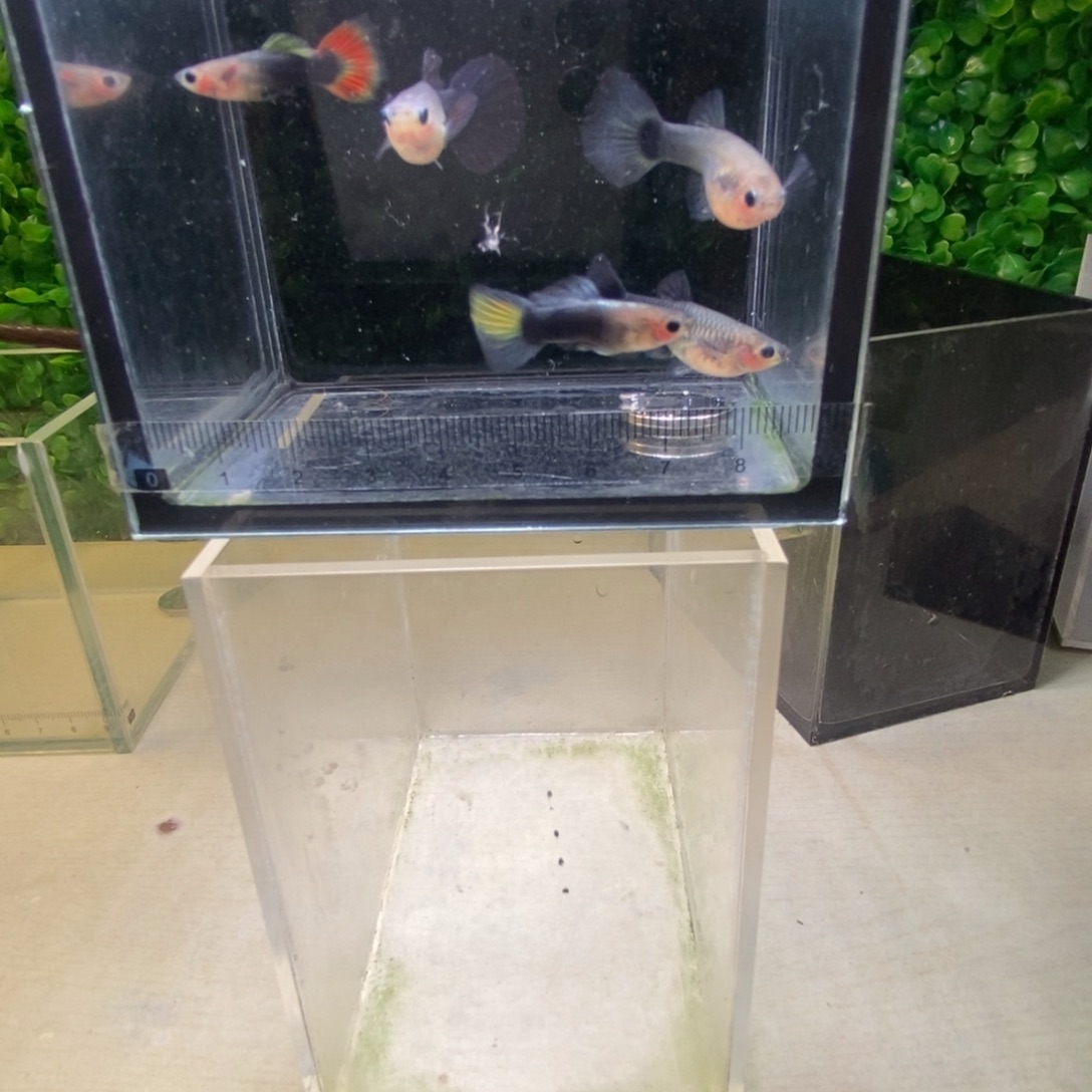 孔雀鱼蓝礼服玻璃猫五条