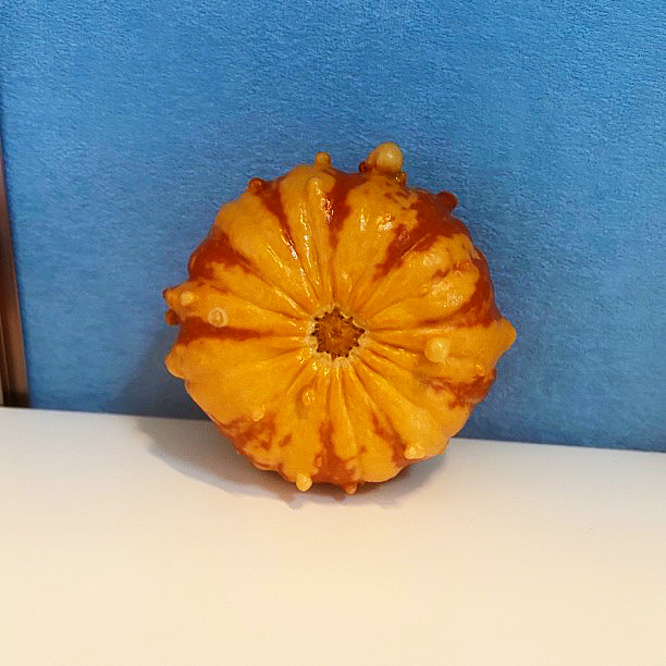 墨西哥七彩葫芦厚皮双色花饼手把件