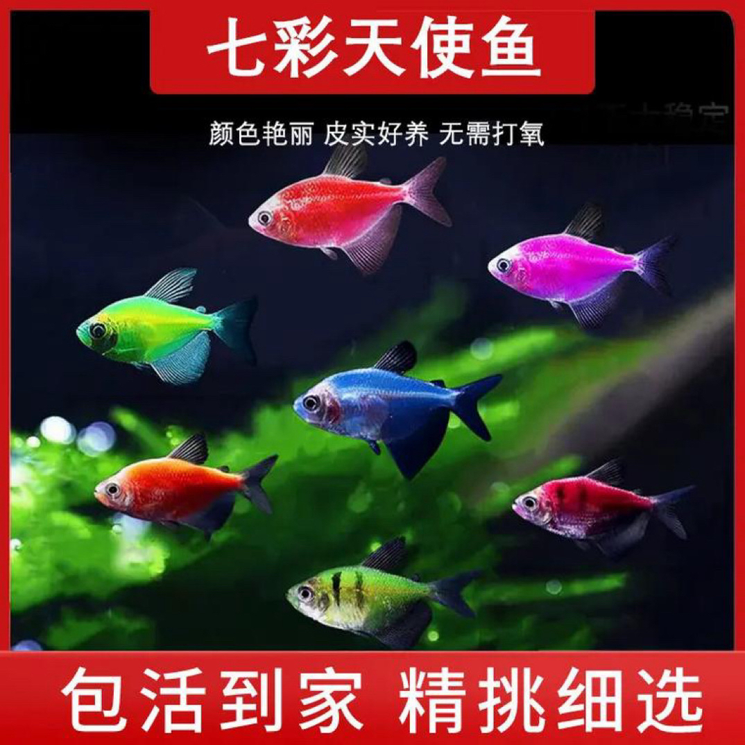 七彩天使鱼小型热带淡水观赏鱼颜色丰富鲜艳好养适合新手