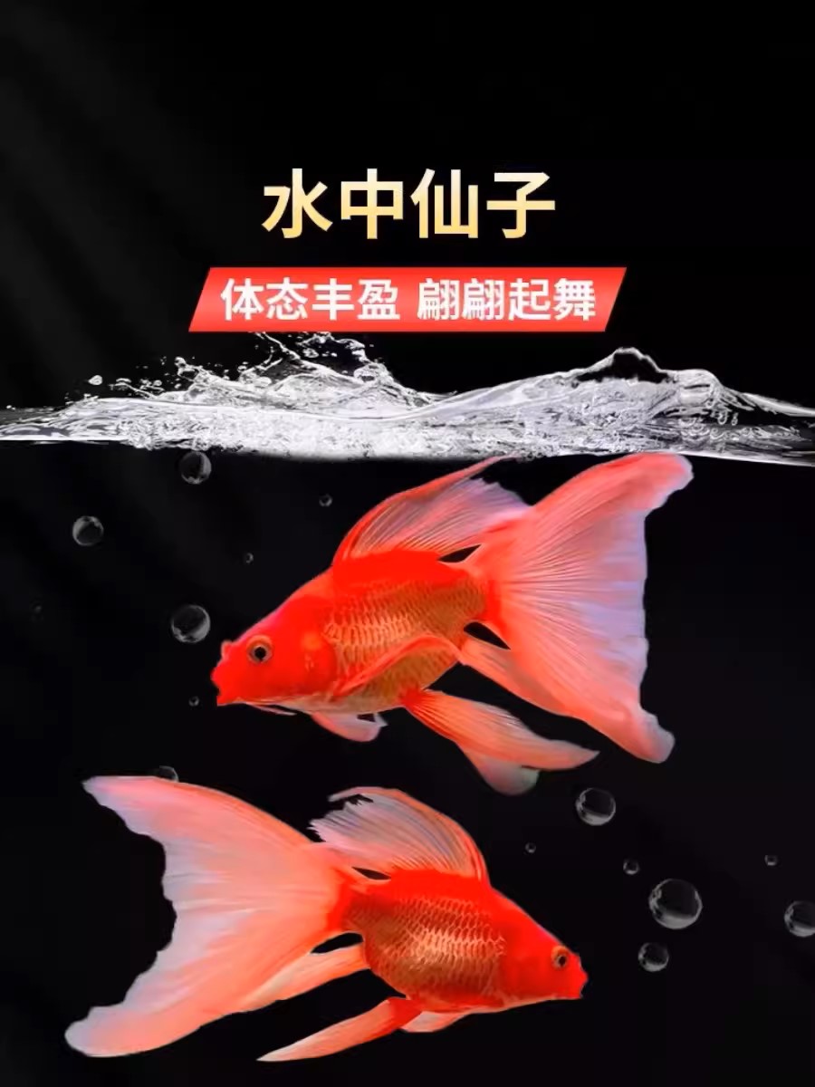 11-21公分红精品蝴蝶鲤鱼好养易养混养自家渔场