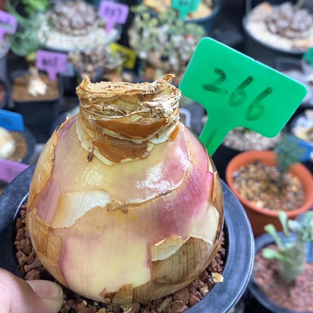 灯台百合多肉植物