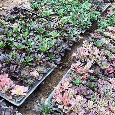 15棵玫瑰玫瑰玫瑰