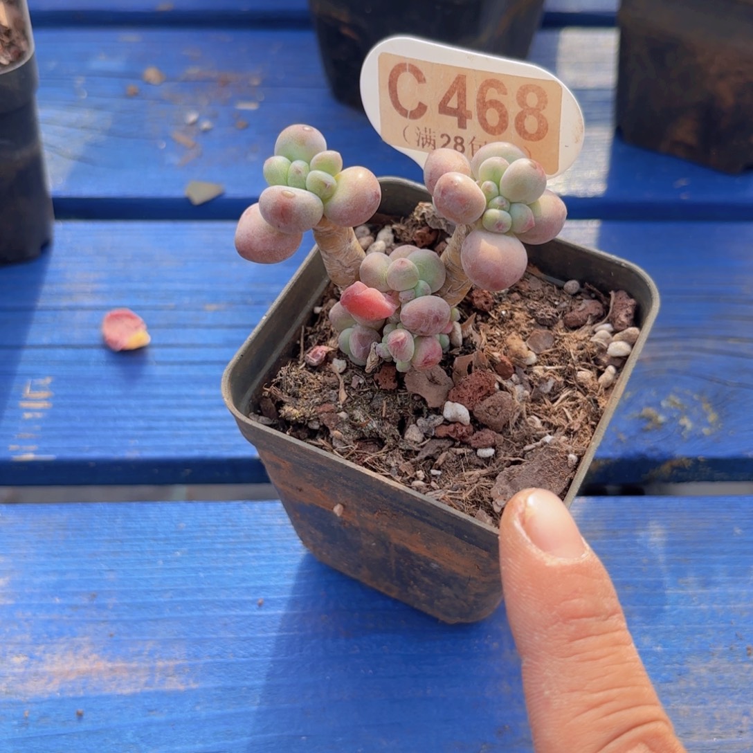 C468苹果奶一物一拍