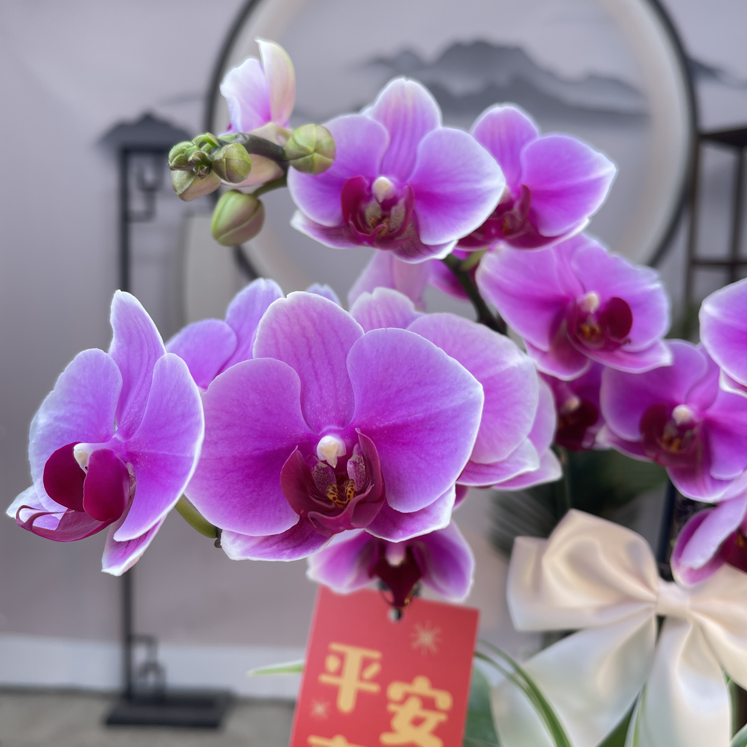 05【超级宝贝】（十大名兰第三名）精美蝴蝶兰