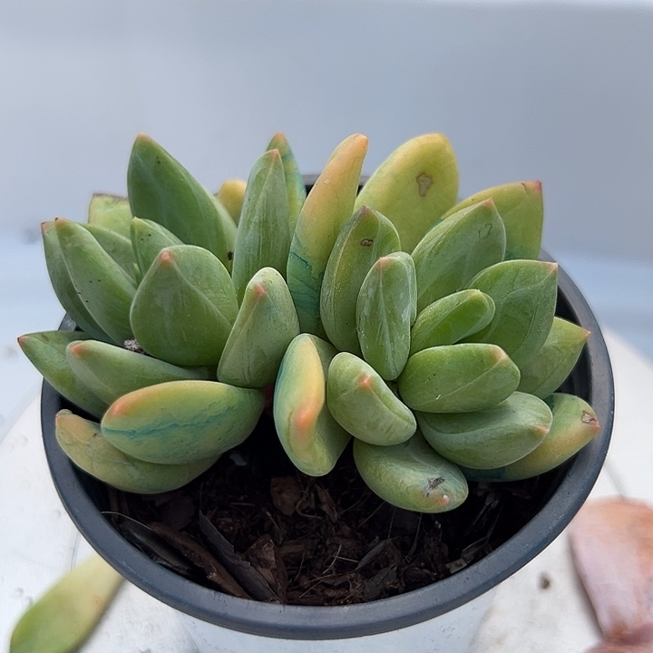 蜜***龙轻轻松松就能得到一颗海洋之歌