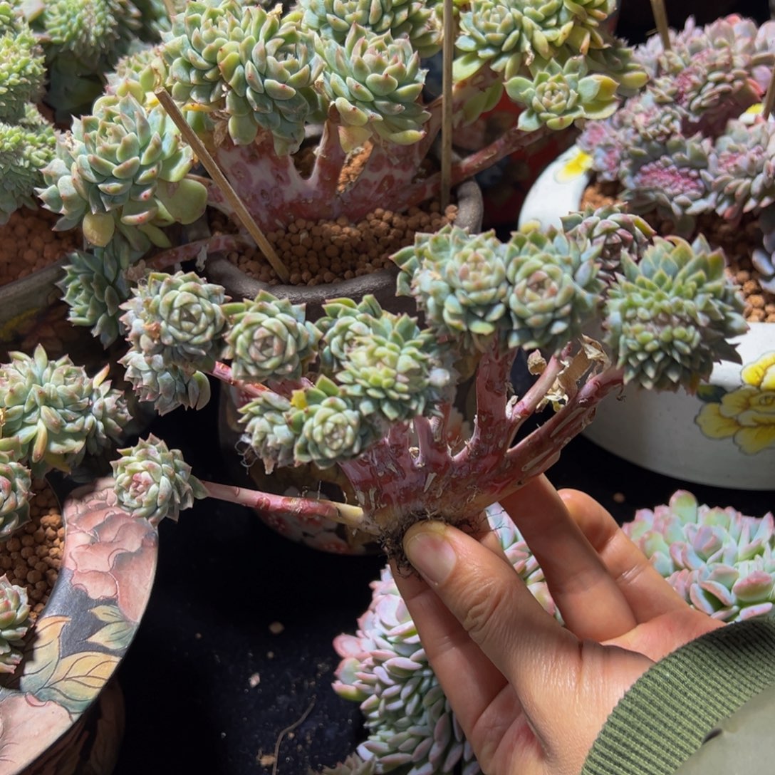 粉心冰魄缀微瑕天天开心