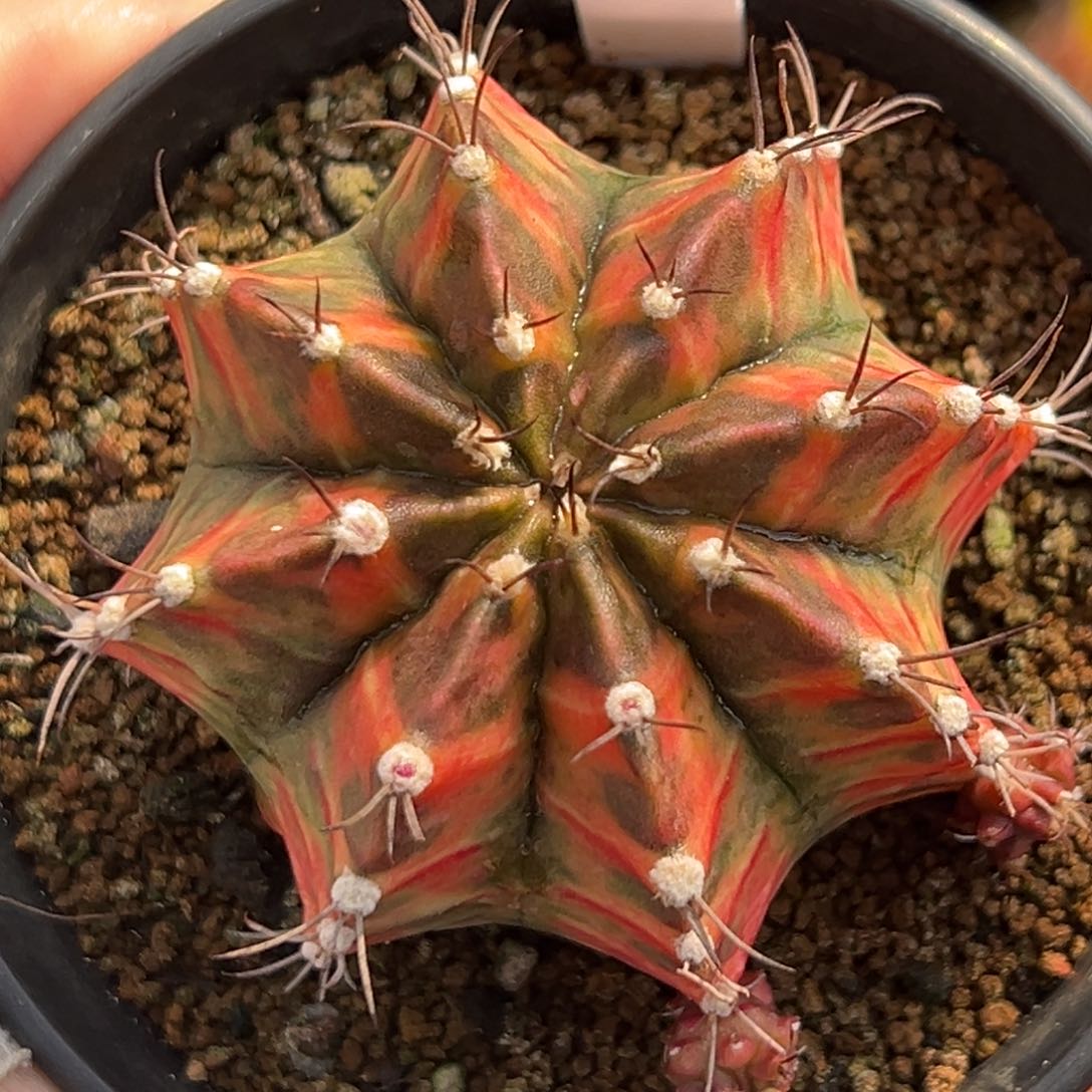 泰系侧芽乌贼米哈锦612