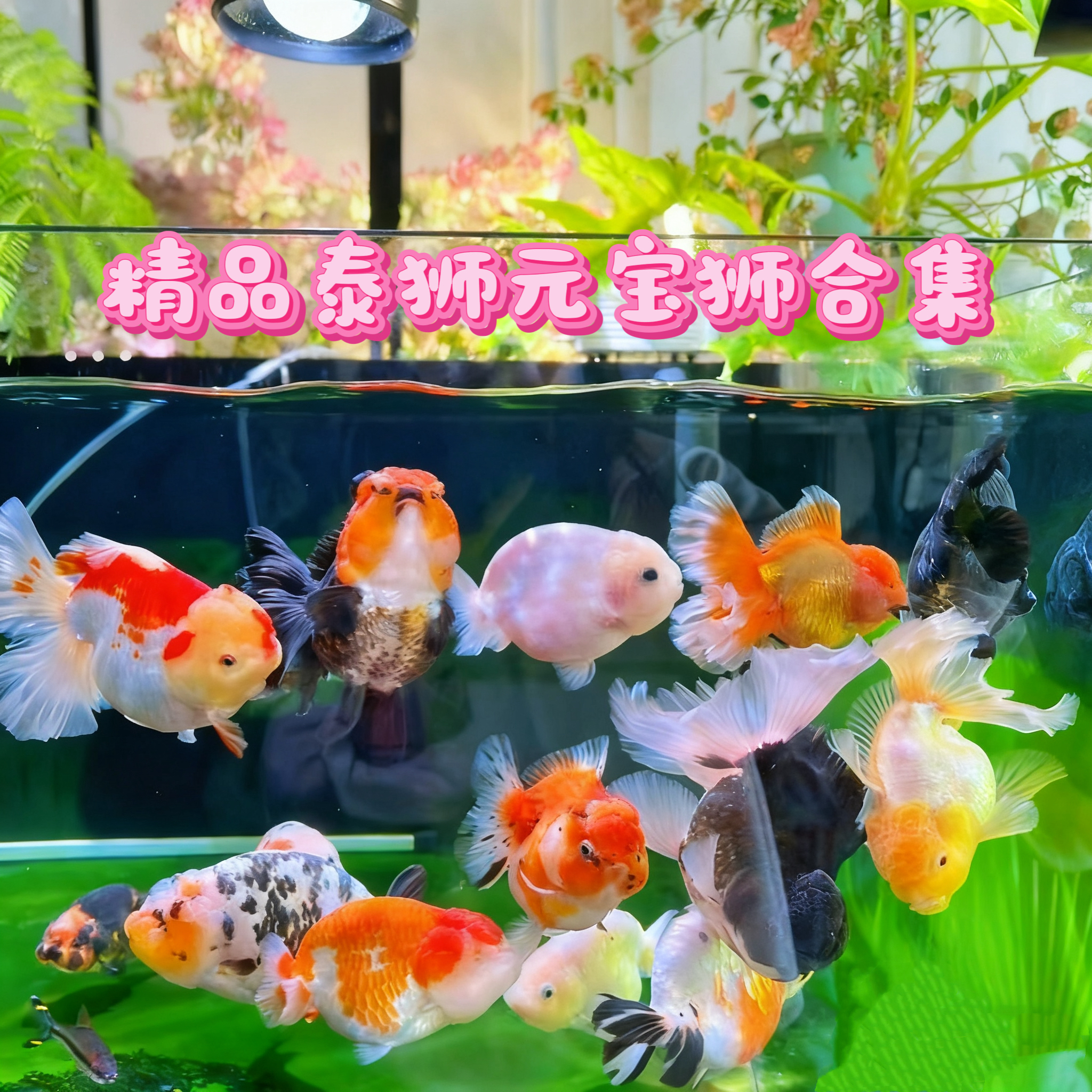 泰狮玛丽直播间选鱼 完美者勿拍无完整开箱视频不售后