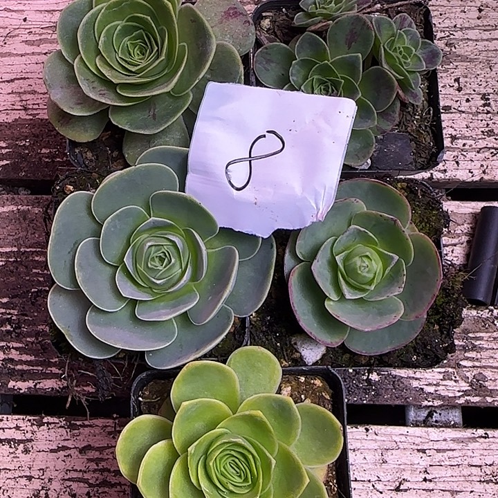 山地玫瑰一物一拍带盆发8号