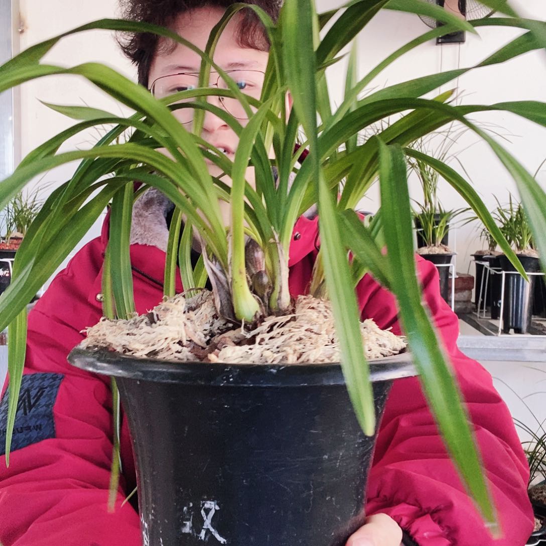 当前无花朵，栽培后可花朵