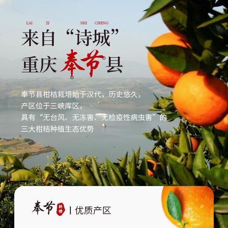 正宗奉节脐橙解渴10斤大果橙子果园直发索图家乡特产奉节脐橙