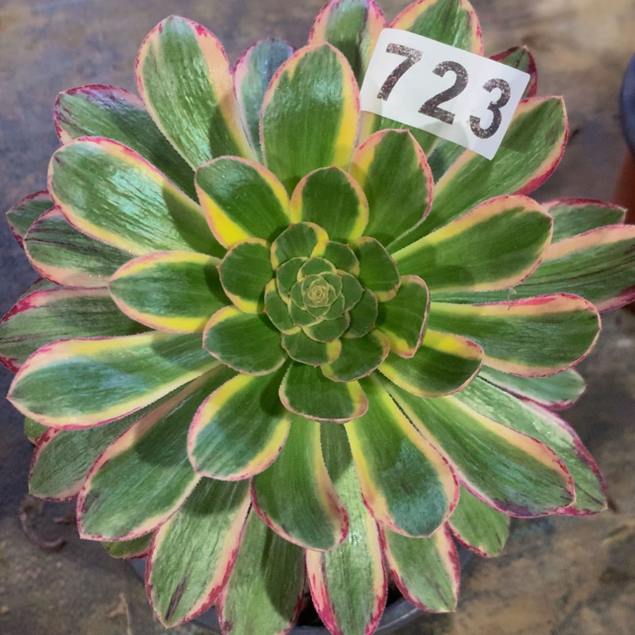 【闪购商品】723微锦多肉