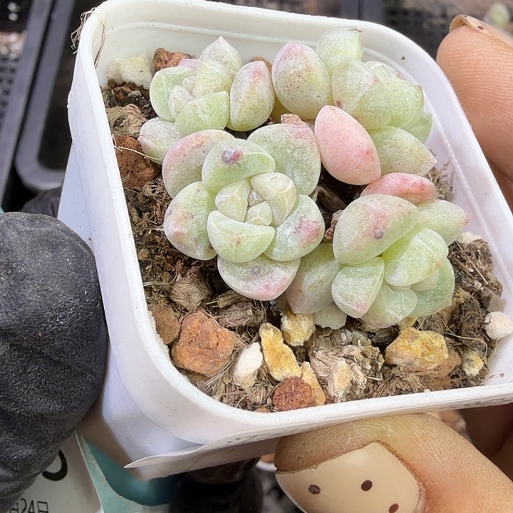 111 号到手1颗江北多肉