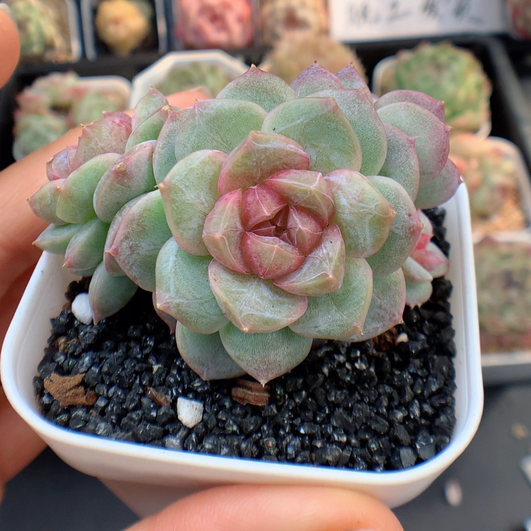 多肉植物。 糖心55