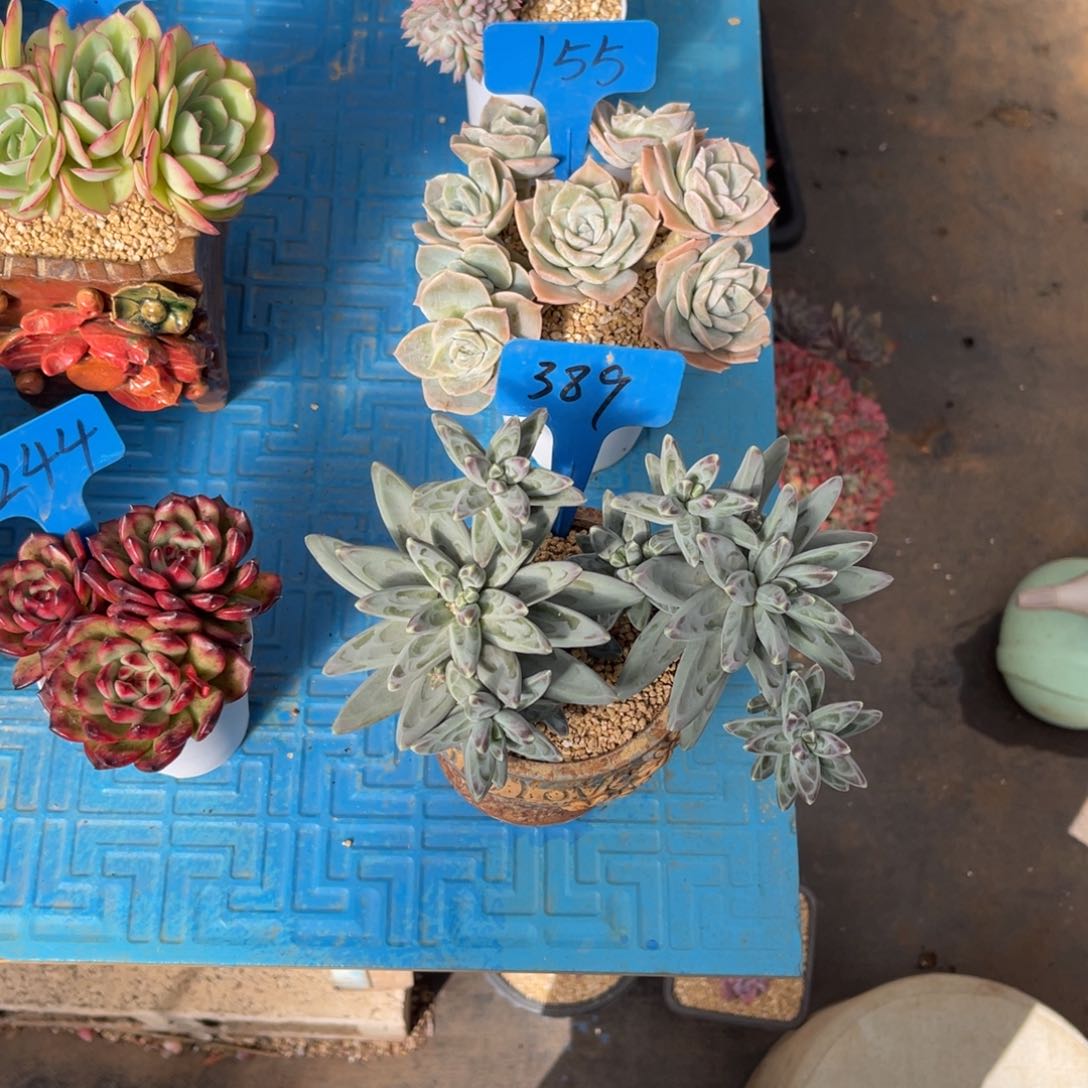 鱼**月389凤羽多肉