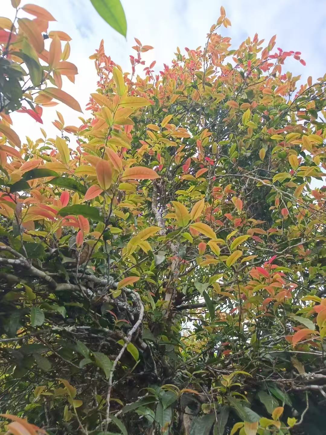 云南玖茗号-紫芽单株10克/普洱茶生茶