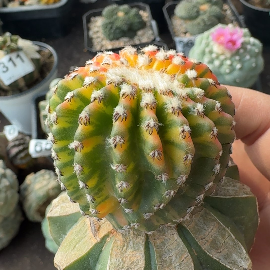 【闪购商品】奇特球散斑花锦683