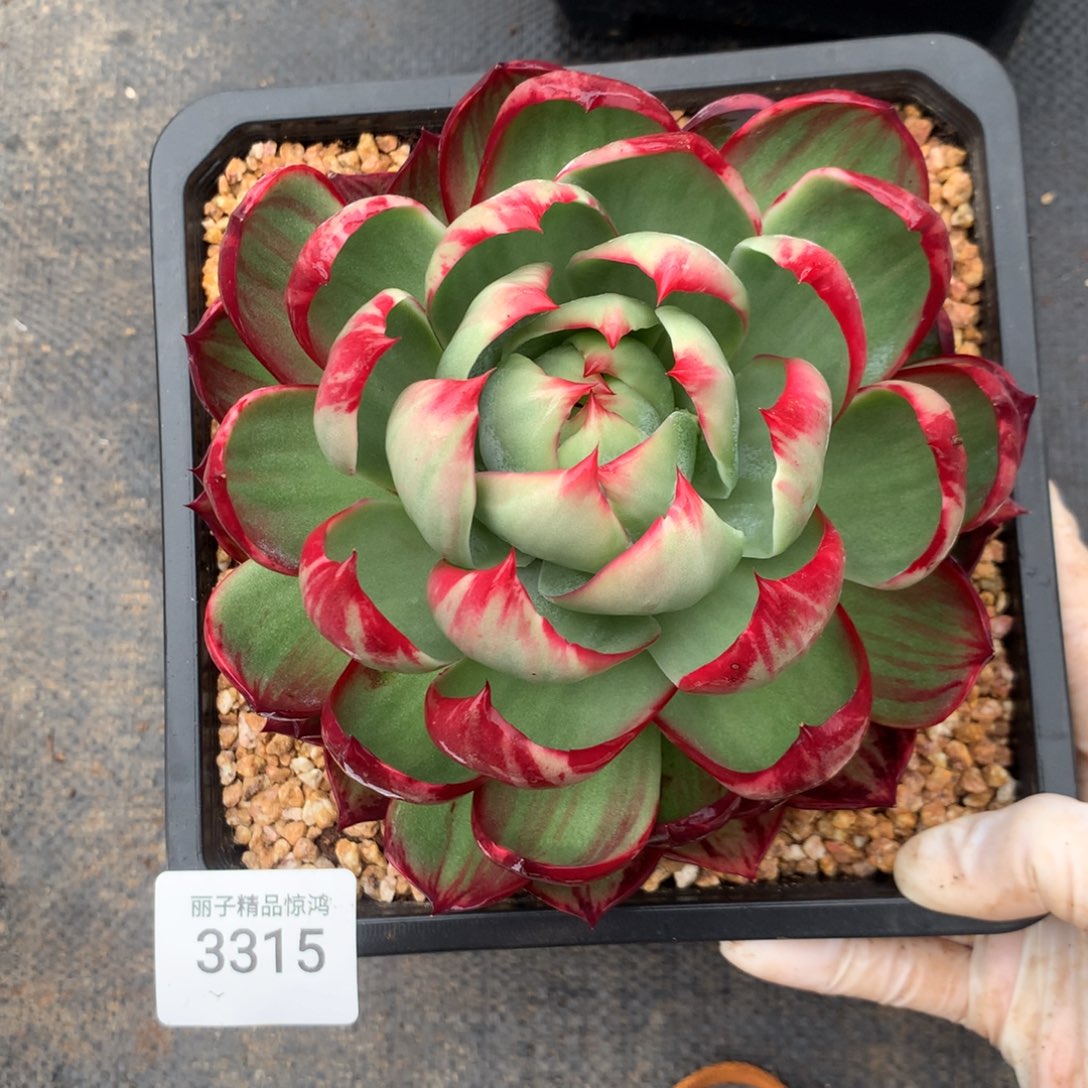 3315一物一拍15厘米