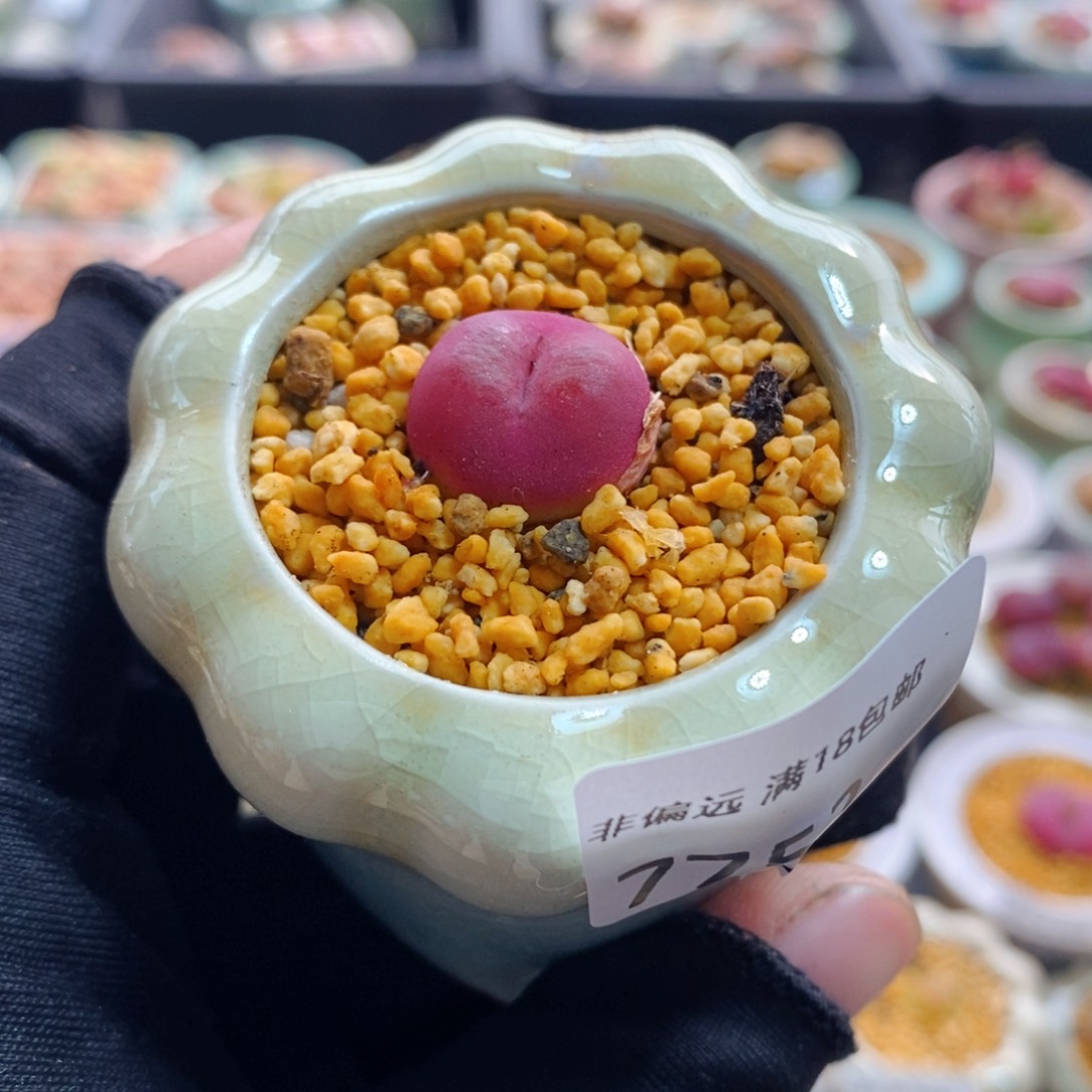 7752-一物一拍 吕母本