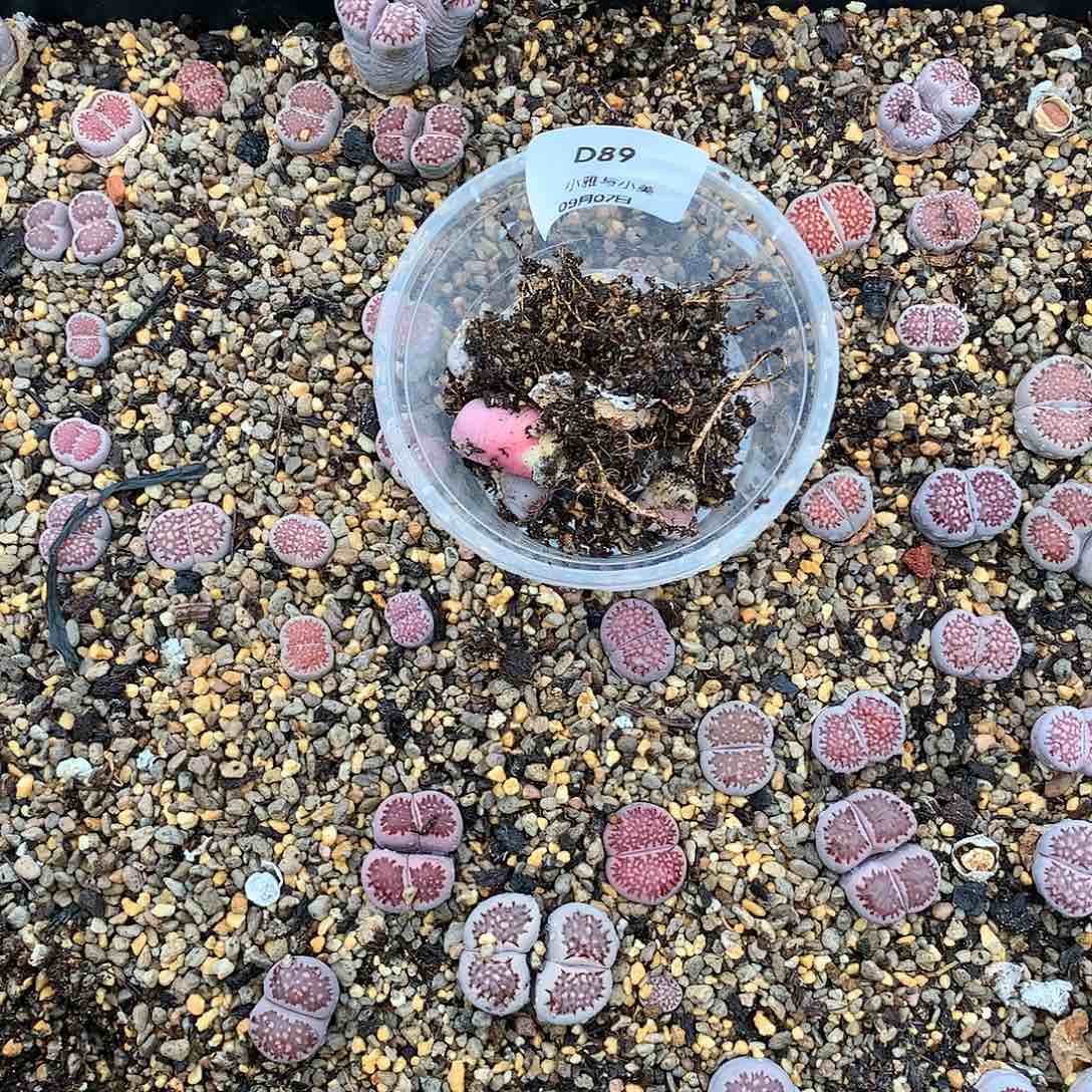 且****8D89多肉植物保护研究所