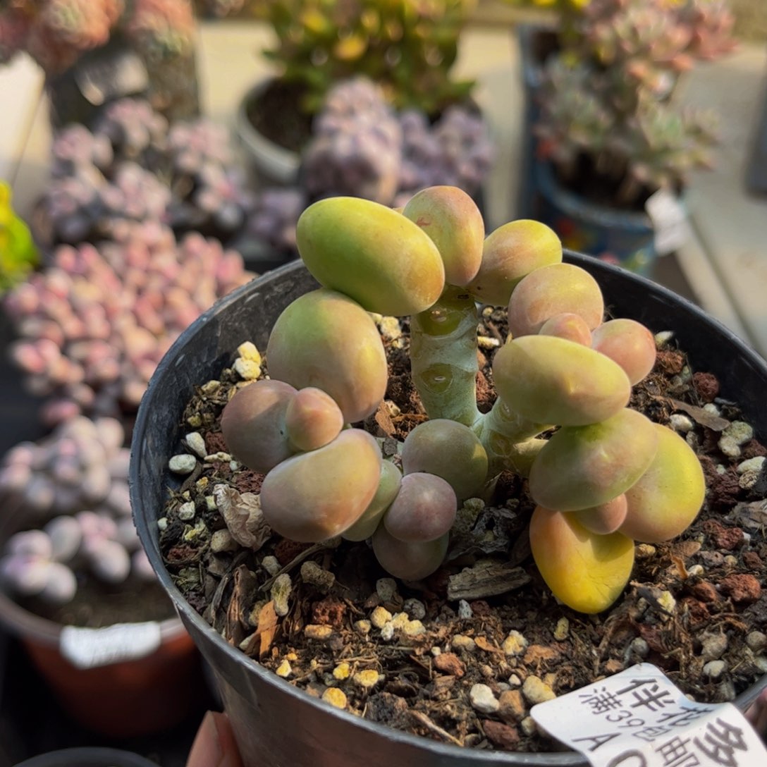 006芒果kk奶5cm多肉