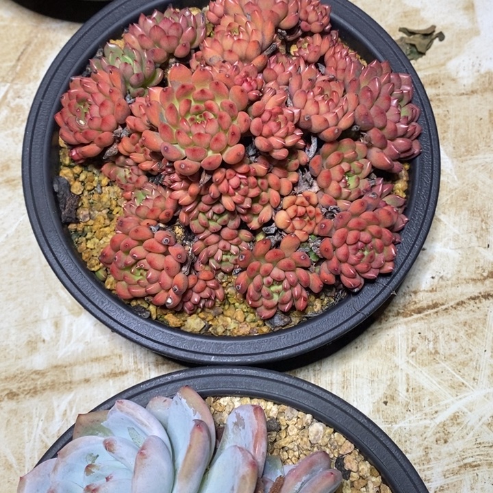 啊军喵多肉小红宝石