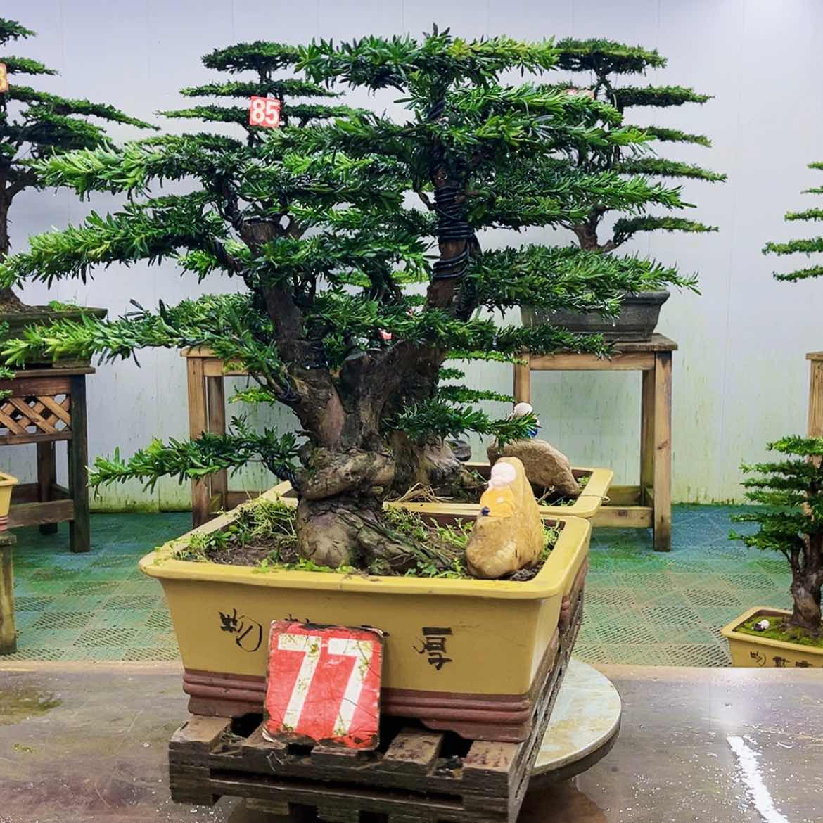 【闪购商品】无花朵