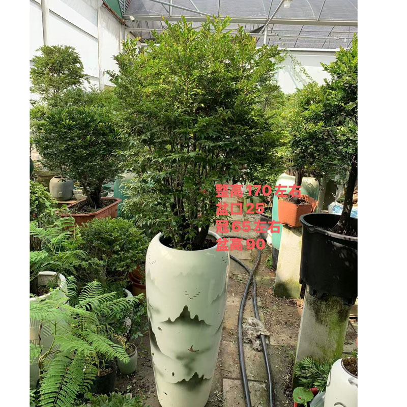 小叶檀香紫檀盆景树桩室内绿植紫檀盆栽四季常青植物黑骨茶黑檀木