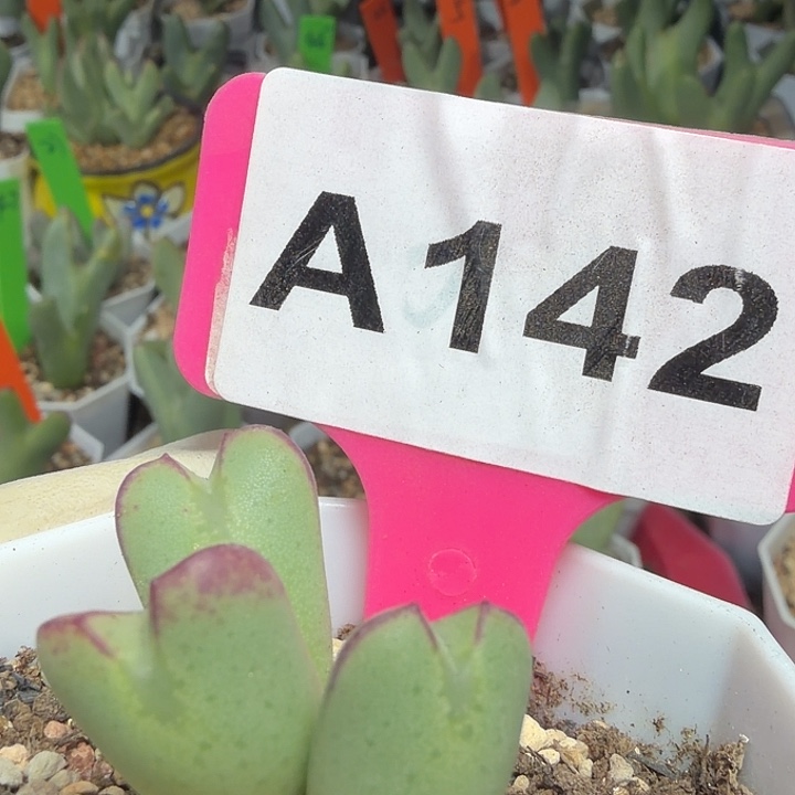 142mmmmmmmmmmmmm
