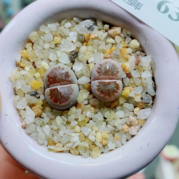 布***4裸根 生石花花花花花635