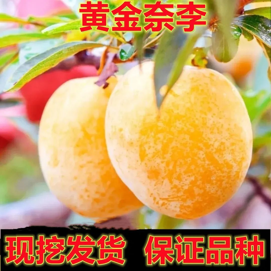 新品种特大黄金奈李蜂糖李子苗正宗嫁接果树苗南北方庭院种植耐寒
